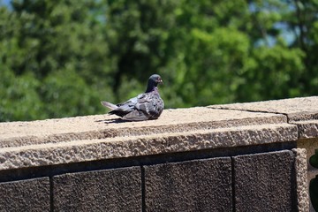 Obraz premium カワラバト（ドバト）