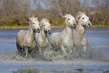 Fototapeta na wymiar Camargue Horses, Herd standing in Swamp, Saintes Marie de la Mer in the South of France