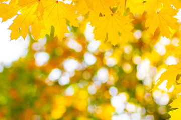 Maple leaves in autumn forest. Tree branch with autumn leaves. Yellowed maple leaves on a blurred background. Autumn nature background with bokeh. Very shallow focus