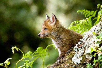 Red Fox, vulpes vulpes, Cub standing at Den Entrance, Normandy