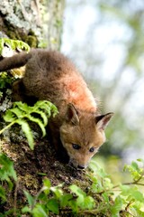 Red Fox, vulpes vulpes, Cub standing at Den Entrance, Normandy
