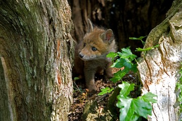 Red Fox, vulpes vulpes, Cub standing at Den Entrance, Normandy