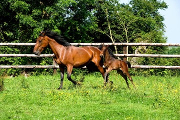 Obraz premium French Trotter Horse, Mare and Foal, Normandy