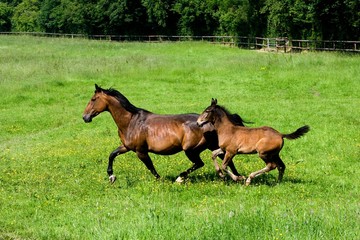 French Trotter Horse, Mare and Foal, Normandy