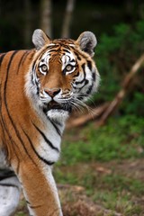 Siberian Tiger, panthera tigris altaica