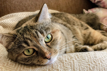 domestic striped gray cat of Siberian breed in a quiet environment, portrait. Lies and looks at the camera