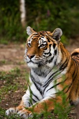 Fototapeta na wymiar Siberian Tiger, panthera tigris altaica