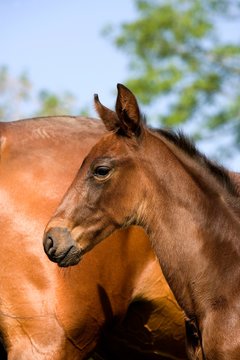 French Trotter Horse, Mare and Foal, Normandy