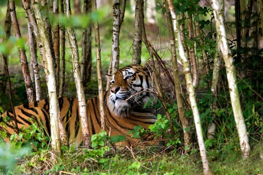 Siberian Tiger, Panthera Tigris Altaica