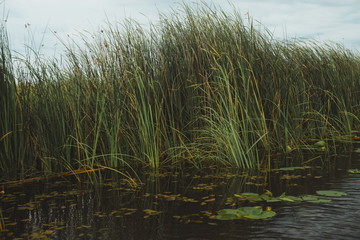 Reed from the Danube delta.