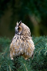 Long-Eared Owl, asio otus, standing on Branch, Normandy