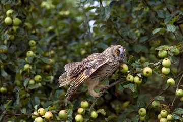 Long-Eared Owl, asio otus, standing on Apple Tree, Normandy