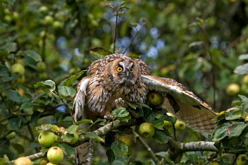 Long-Eared Owl, asio otus, standing on Apple Tree, Normandy