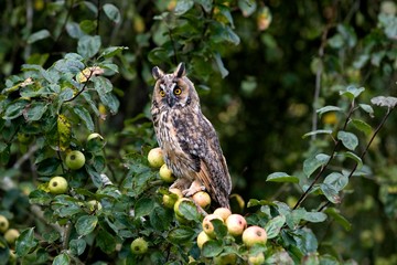 Long-Eared Owl, asio otus, standing on Apple Tree, Normandy