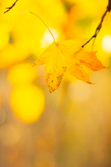 Maple leaves in autumn forest. Tree branch with autumn leaves. Yellowed maple leaves on a blurred background. Autumn nature background with bokeh. Very shallow focus