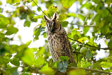 Long-Eared Owl, asio otus, standing on Branch, Normandy