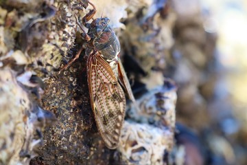 海岸沿いの岩にとまっているアブラゼミ 