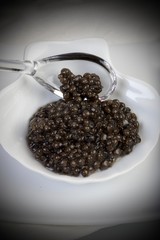 Caviar, Sturgeon's Egg
