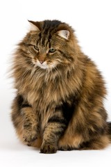 Angora Domestic Cat, Male against White Background