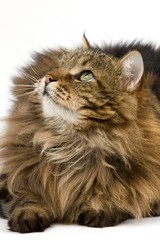 Angora Domestic Cat, Male against White Background