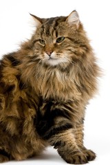 Angora Domestic Cat, Male against White Background