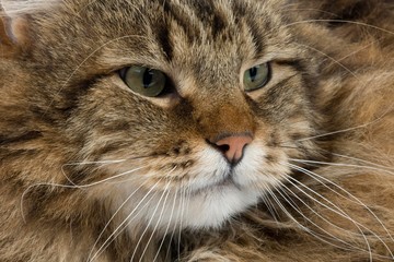 Naklejka na ściany i meble Angora Domestic Cat, Portrait of Male