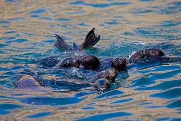 Obraz premium South American Sea Lion or Southern Sea Lion, otaria byronia, Group swimming, Paracas Reserve in Peru