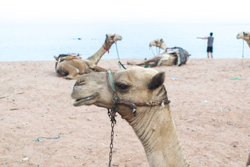 Camels lying on sand on a sea beach in Egypt at summer, holiday in tropics