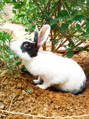 white rabbit in the garden