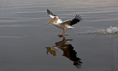 Great White Pelican, pelecanus onocrotalus, Adult in Flight, Namibia