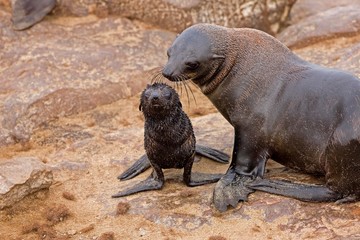 South African Fur Seal, arctocephalus pusillus, Female and Pup, Cape Cross in Namibia