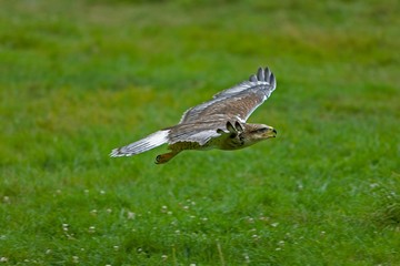 Ferruginous Hawk, buteo regalis, in Flight