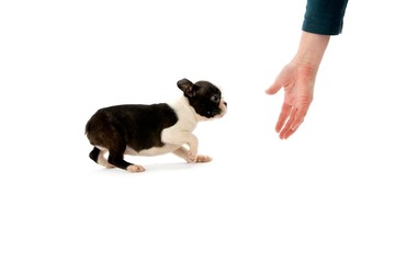 Boston Terrier Dog, Hand of Woman and Pup against White Background