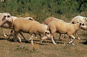 Causses du Lot Domestic Sheep, a French Breed