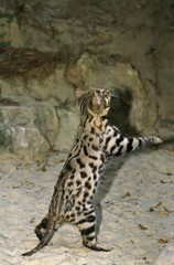 Black-footed Cat, felis nigripes, standing on Hind Legs