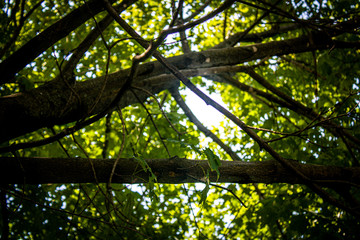 Branches sprouting all over the source of sunlight 
