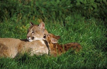 Obraz na płótnie Canvas Cougar, puma concolor, Mother and Cub Licking