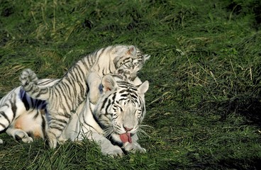 Plakat White Tiger, panthera tigris, Mother and Cub