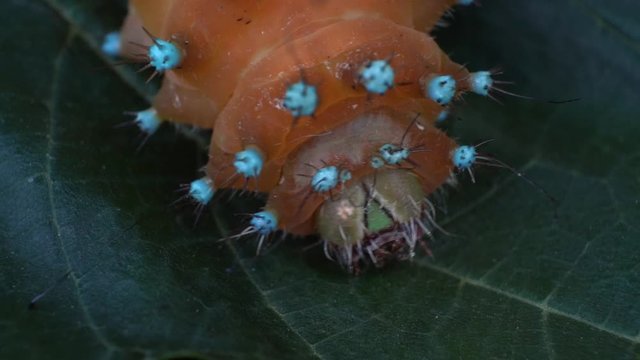 Extreme macro facing giant peacock moth caterpillar slow motion on leaf

