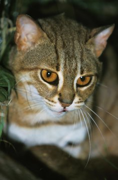 Rusty-Spotted Cat, prionailurus rubiginosus