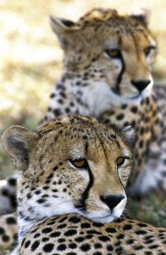 Cheetah, acinonyx jubatus, Masai Mara Park in Kenya
