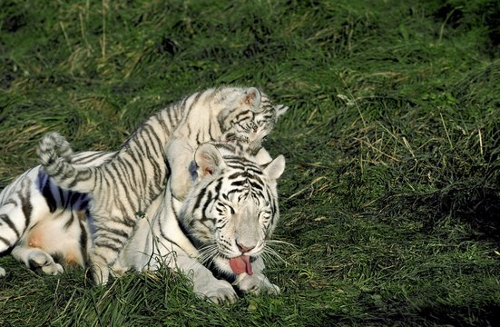 White Tiger, panthera tigris, Mother and Cub