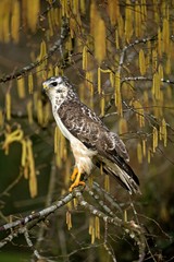 Common Buzzard, buteo buteo, Normandy