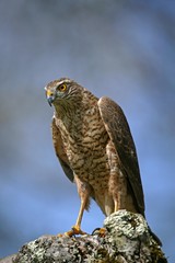 European Sparrowhawk, accipiter nisus, Normandy