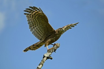 European Sparrowhawk, accipiter nisus, Taking off from Branch, Normandy