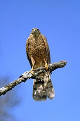 European Sparrowhawk, accipiter nisus, standing on Branch, Normandy
