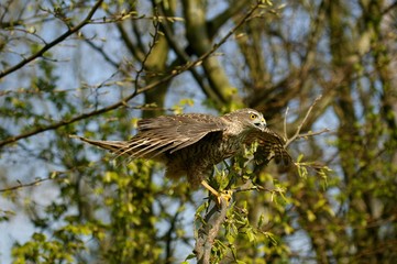 European Sparrowhawk, accipiter nisus, Taking off, Normandy