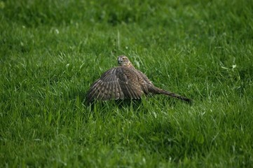 European Sparrowhawk, accipiter nisus, Normandy