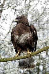 Common Buzzard, buteo buteo, standing on Branch, Normandy