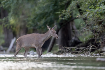 Red deer female cross the river at twilight (Cervus elaphus)